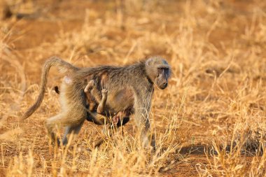 Chacma babunu (Papio ursinus), ayrıca Cape babunu olarak da bilinir. Anne babun, karnının altında bir bebekle, sarı çimlerde..