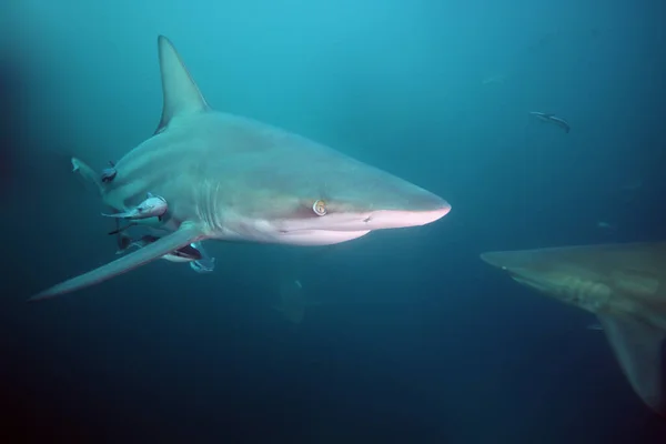 Tiburón Punta Negra Carcharhinus Limbatus Retrato Océano — Foto de Stock