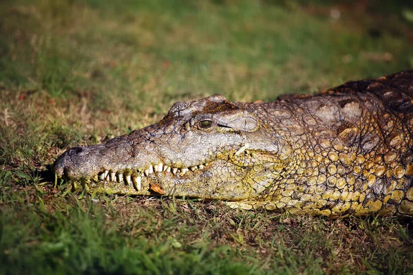 Нильский Крокодил Crocodylus Niloticus Портрет Великого Нильского Крокодила Траве — стоковое фото