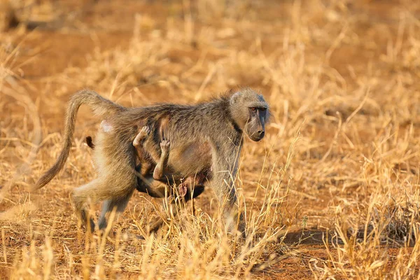 Chacma Baboon Papio Ursinus Also Known Cape Baboon Mother Baboon — Stock fotografie