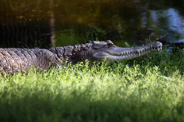 Szczupły Krokodyl Mecistops Cataphractus Portret Afrykańskiego Zoo — Zdjęcie stockowe