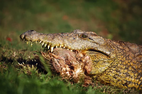Nilkrokodilen Crocodylus Niloticus Porträtt Stor Nilkrokodil Gräs Med Byte Käkarna — Stockfoto