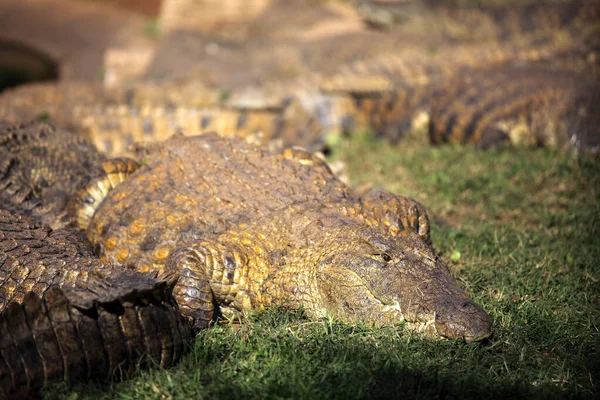 Nilkrokodilen Crocodylus Niloticus Porträtt Stor Nilkrokodil Gräs Med Andra Bakgrunden — Stockfoto