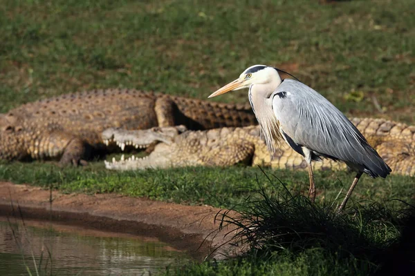 Czapla Szara Ardea Cinerea Stoi Brzegu Krokodylowego Zoo — Zdjęcie stockowe