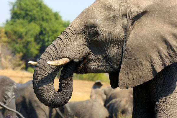 Elefante Arbusto Africano Loxodonta Africana También Conocido Como Elefante Sabana — Foto de Stock