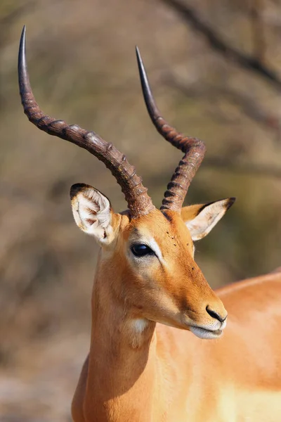 Impala Aepyceros Melampus Retrato Masculino Adulto Cabeça Impala — Fotografia de Stock