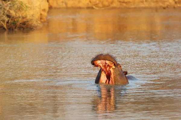 Обыкновенный Бегемот Hippopotamus Amphibius Бегемот Открывает Рот Предупреждая Противника Common — стоковое фото