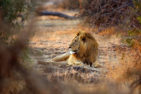 Lew Południowy Panthera Leo Melanochaita Również Jako Lew Wschodnioafrykański Lub — Zdjęcie stockowe