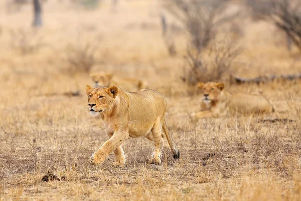 León Del Sur Panthera Leo Melanochaita También Conocido Como León —  Fotos de Stock