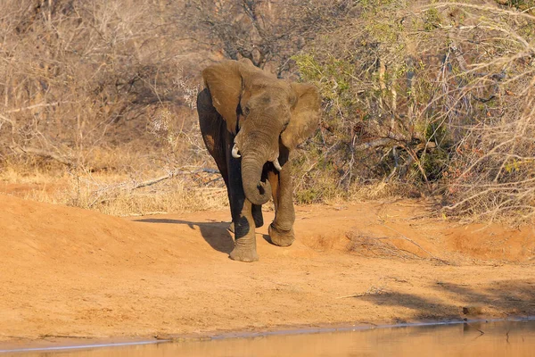 Elefante Arbusto Africano Loxodonta Africana También Conocido Como Elefante Sabano — Foto de Stock
