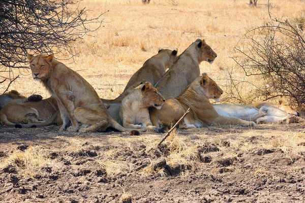 Leul Sudic Panthera Leo Melanochaita Denumit Leul Est Sud African — Fotografie, imagine de stoc