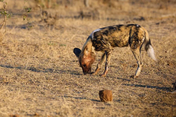 Afrikaanse Wilde Hond Lycaon Pictus Ook Wel Bekend Als Afrikaanse — Stockfoto