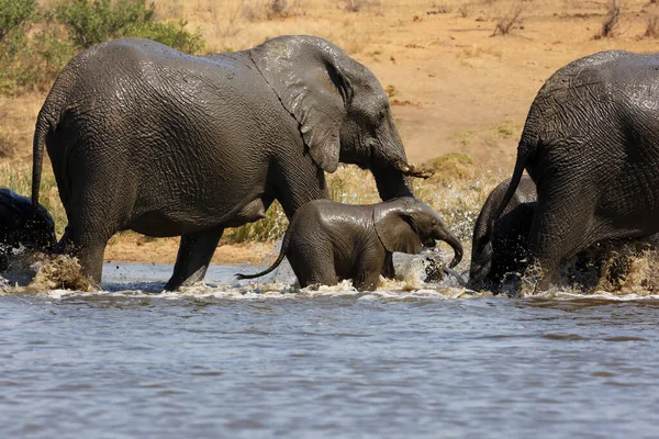 Elefante Arbusto Africano Loxodonta Africana También Conocido Como Elefante Sabana — Foto de Stock