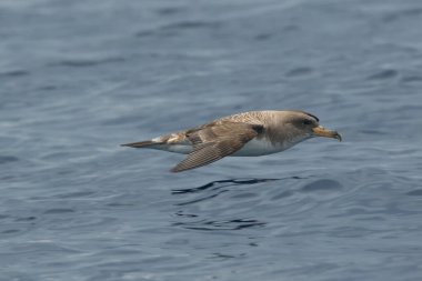 Cory 'nin yelkovan suyu (Calonectris diomedea borealis) yükseklerde uçmaktadır.