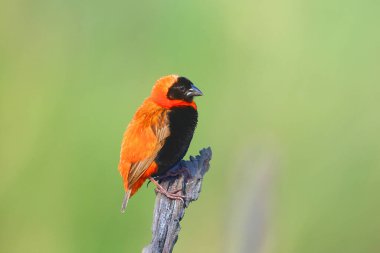 Güneyli kırmızı fil ya da kırmızı fil (Euplectes orix) yeşil arka planda oturuyor. Sazlıklarla flört eden kırmızı bir yolcu..