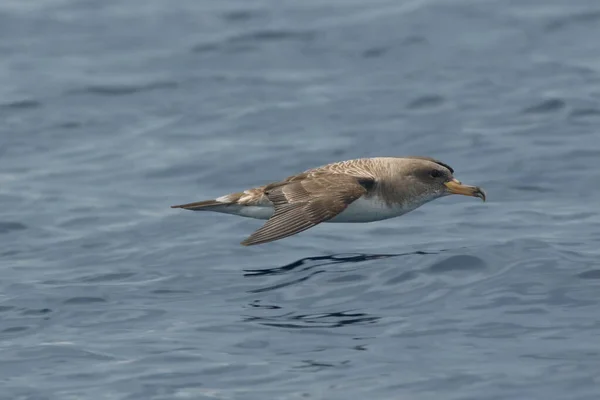 Θαλάσσιο Νερό Του Cory Calonectris Diomedea Borealis Πετά Πάνω Από — Φωτογραφία Αρχείου