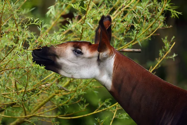 Okapi Okapia Johnstoni Ook Bekend Als Bosgiraf Congolese Giraf Zebragiraffe — Stockfoto
