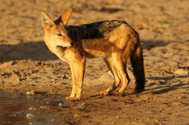 Kara sırtlı çakal (Canis mesomelas) çölde gün batımında güzel bir akşam ışığında içtikten sonra durumu kontrol eder ve su birikintisine bakar.