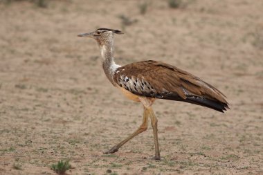 Büyük kori bustard (Ardeotis kori) çölde yürüyor ve kahverengi arka planla ayağını öne uzatıyor.