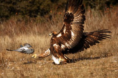 The female of golden eagle (Aquila chrysaetos) is hunting and killing rock pigeons (Columba livia) clipart
