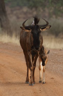 Mavi antilopların dişisi (Connochaetes taurinus) ya da sıradan antilop, beyaz sakallı antilop yolda yürüyor ve küçük yavrusunu savanadaki tehlikeden saklamaya çalışıyor.