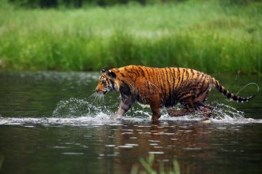 Sibirya kaplanı (Panthera tigris tigris tigris), Amur kaplanı (Panthera tigris altaica) olarak da bilinir. Sıcak yaz mevsiminde güzel dişi Sibirya kaplanı.