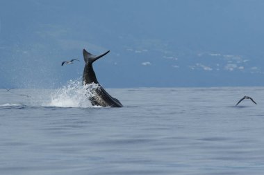 İspermeçet balinasının kuyruğu (Physeter makrocephalus) ya da arka planda adalı kakalot ve Cory 'nin yelkovanı (Calonectris borealis) küçük sürüsü etrafta uçuşur.