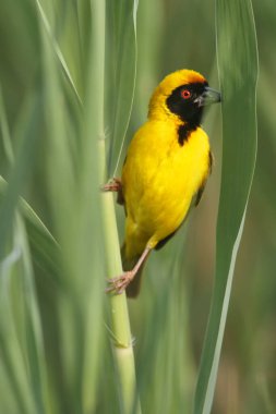 Köy dokumacı (Ploceus cucullatus), veya benekli dokumacı veya siyah başlı dokumacı yeşil arka planda sazlıkta oturmaktadır.