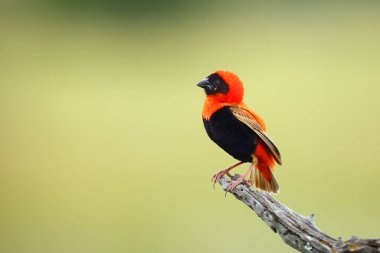 Güneyli kırmızı fil ya da kırmızı fil (Euplectes orix) yeşil arka planda oturuyor. Sazlıklarla flört eden kırmızı bir yolcu..