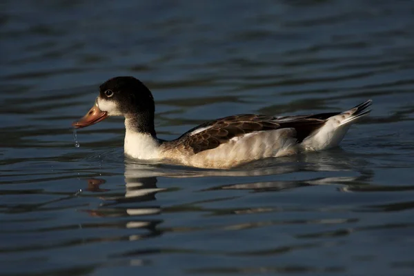 Juvenile Common Shelduck Tadorna Tadorna Floating Water Surface — Stock Photo, Image