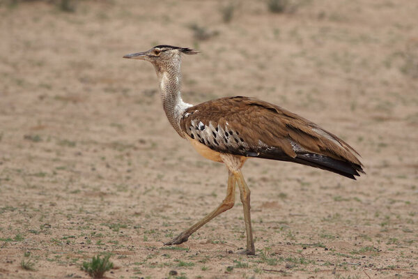 Big kori bustard (Ardeotis kori) is walking in the desert and putting his foot forward with brown background