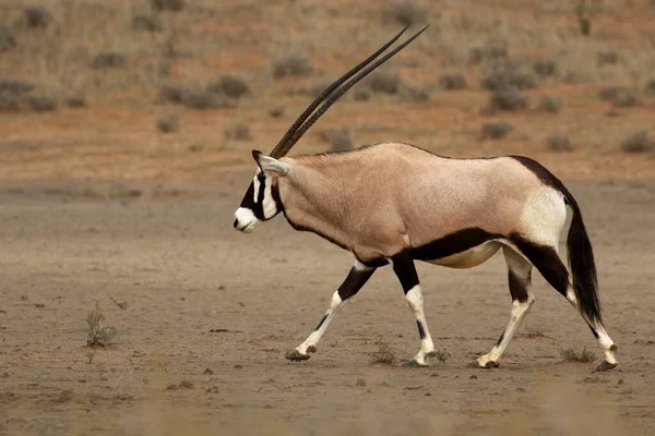 Gemsbok Gemsbuck Oryx Gazella Está Andando Meio Leito Seco Rio — Fotografia de Stock