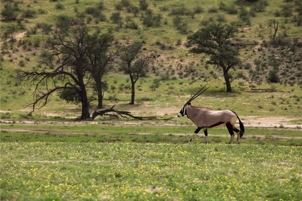 Гумбок Або Дорогоцінний Камінь Oryx Gazella Стоїть Розквітлій Пустелі Навесні — стокове фото