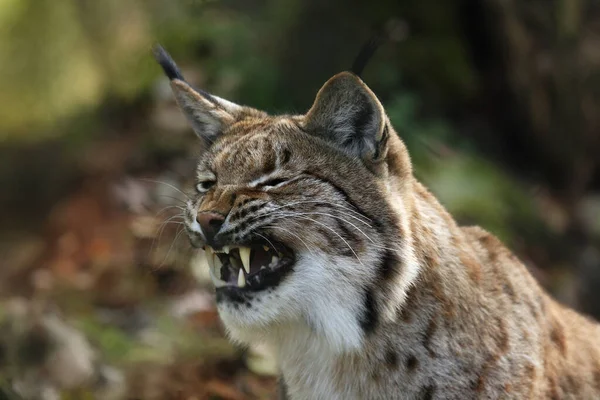 Eurázsiai Hiúz Vagy Kárpáti Hiúz Lynx Lynx Fejének Részletei Nyitott — Stock Fotó