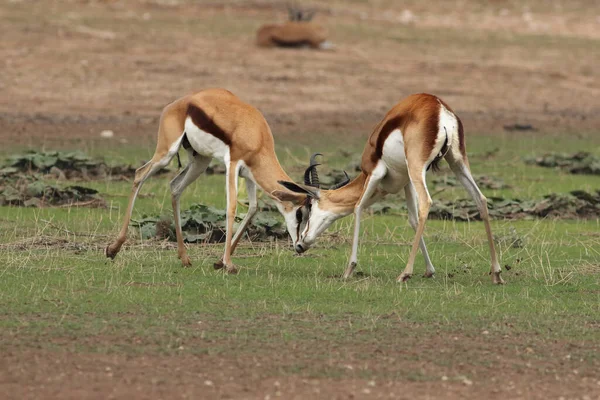 Dois Machos Springbok Antidorcas Marsupialis Estão Lutando Pela Fêmea Fundo — Fotografia de Stock
