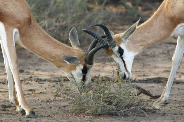 Springbok Antidorcas Marsupialis Una Manada Antílopes Corre Desierto Varón Luchando — Foto de Stock