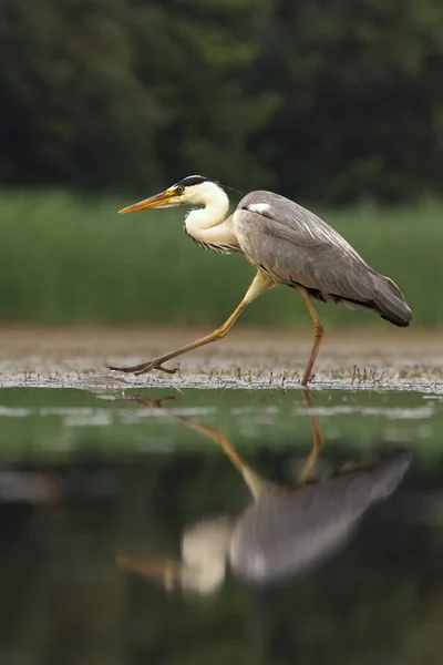 Garza Gris Ardea Cinerea Está Caminando Las Aguas Poco Profundas — Foto de Stock