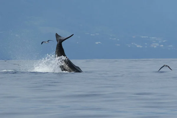 Хвіст Кашалота Physeter Macrocephalus Островом Задньому Плані Невеликою Зграєю Стрижнів — стокове фото