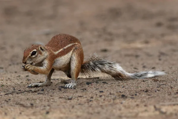 Ardilla Del Cabo Xerus Inauris Está Sentado Suelo Arenoso Comiendo —  Fotos de Stock