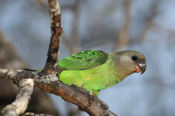 Brownheaded Parrot Poicephalus Cryptoxanthus Sitting Branch Blue Background — Stock Photo, Image