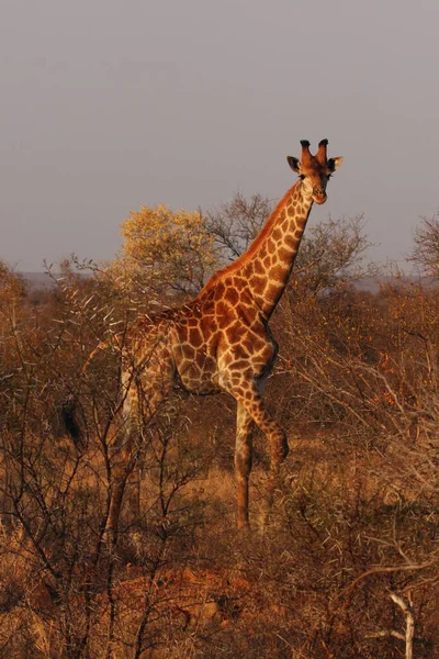 Południowoafrykańska Żyrafa Żyrafa Camelopardalis Żyrafa Stoi Sawannie Pełnej Krzewów Piękny — Zdjęcie stockowe