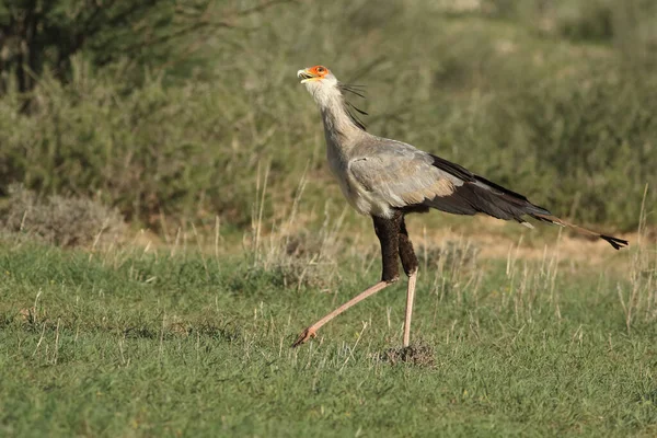 Der Sekretärsvogel Sagittarius Serpentarius Läuft Der Savanne Und Beobachtet Die — Stockfoto