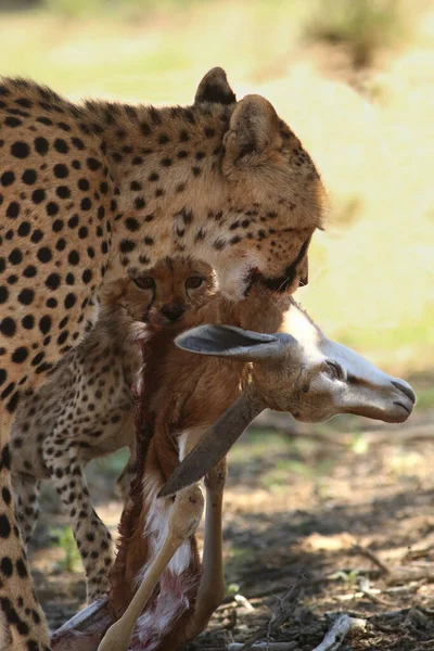 Betina Dan Kucing Cheetah Acinonyx Jubatus Sedang Makan Springbok Muda — Stok Foto