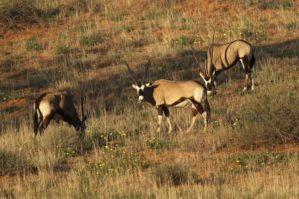 宝石箱や宝石箱の小さな群れ Oryx Gazella 赤い砂漠で草を食べています — ストック写真