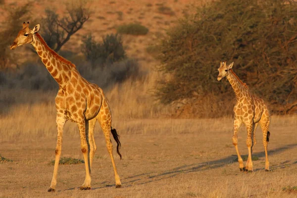 Girafe Femelle Jeune Sud Africaine Giraffa Camelopardalis Giraffa Marche Milieu — Photo