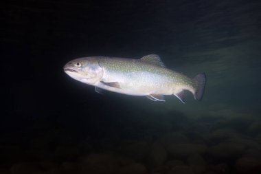 Göldeki gökkuşağı alabalığı (Oncorhynchus mykiss)