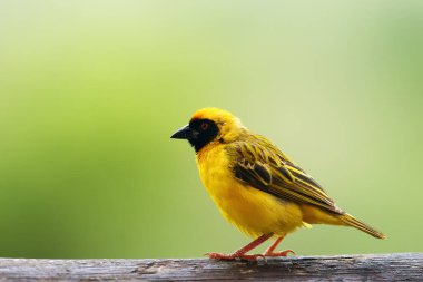 Güney maskeli dokumacı ya da Afrika maskeli dokumacı (Ploceus velatus) yeşil arka planda oturuyor.