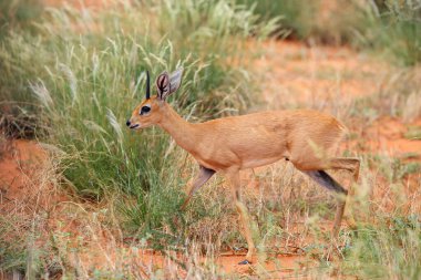 Çalılıklardaki Steenbok (Raphicerus campestris). Kırmızı kum tepelerindeki antilop.