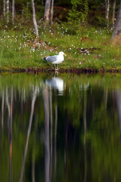 Die Schwarzrückenmöwe Larus Fuscus Sitzt Wald — Stockfoto