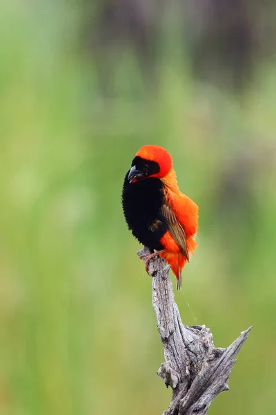 Vescovo Rosso Meridionale Vescovo Rosso Euplectes Orix Seduto Sul Ramo — Foto Stock